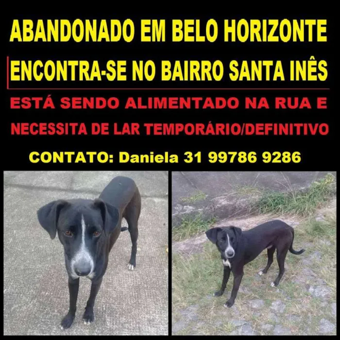 Cachorro raça vira lata idade 2 a 6 meses nome neguinho