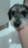 Bela
