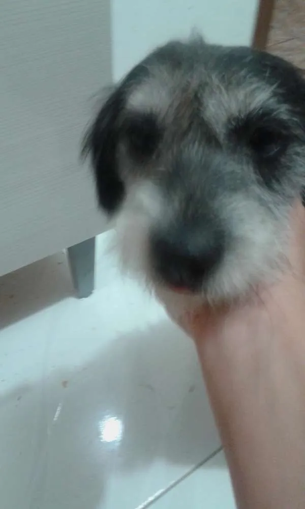 Cachorro ra a Não definida  idade 3 anos nome Bela
