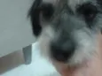 Bela