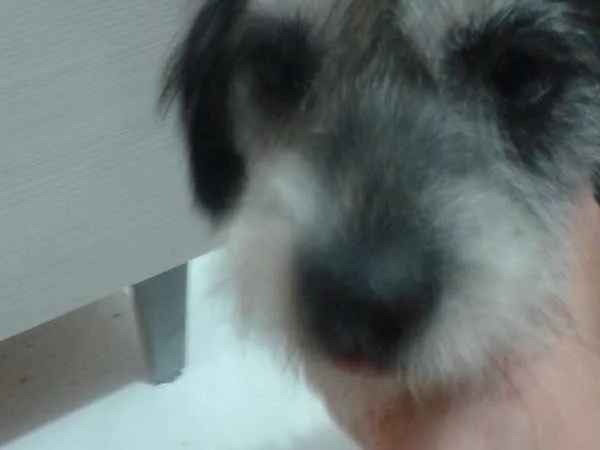 Cachorro ra a Não definida  idade 3 anos nome Bela