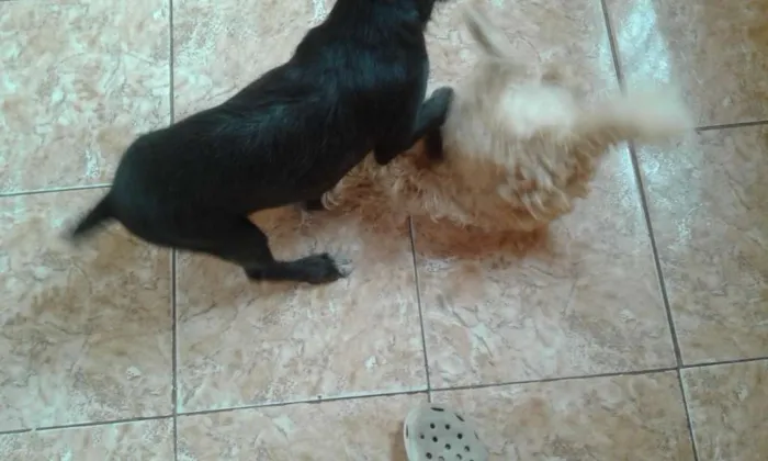 Cachorro ra a Não defida idade 2 a 6 meses nome Spike 