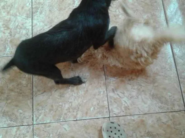Cachorro ra a Não defida idade 2 a 6 meses nome Spike 