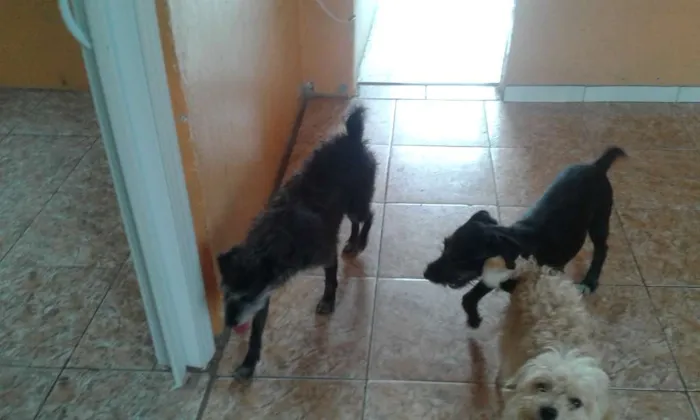 Cachorro ra a Não defida idade 2 a 6 meses nome Spike 