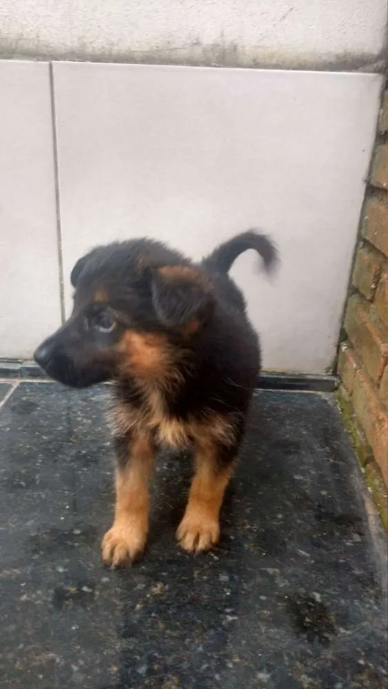 Cachorro ra a SRD idade Abaixo de 2 meses nome Tommy