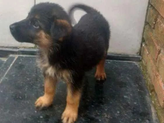 Cachorro ra a SRD idade Abaixo de 2 meses nome Tommy