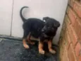 Estrela