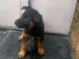 Estrela