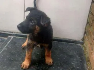 Cachorro raça SRD idade Abaixo de 2 meses nome Estrela