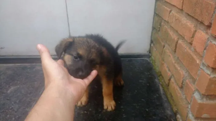 Cachorro ra a SRD idade Abaixo de 2 meses nome Sol