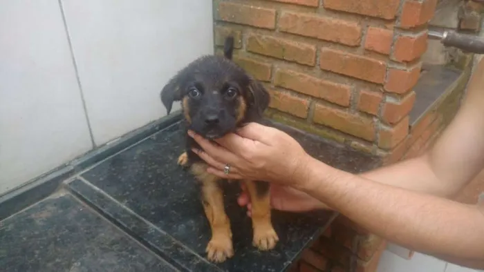 Cachorro ra a SRD idade Abaixo de 2 meses nome Lua