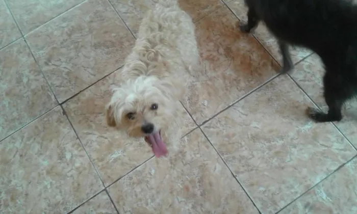 Cachorro ra a Maltês  idade 2 anos nome Costela