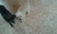 Costela