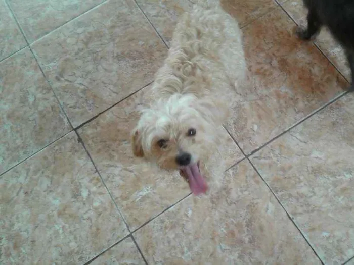 Cachorro ra a Maltês  idade 2 anos nome Costela