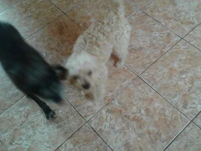 Cachorro ra a Maltês  idade 2 anos nome Costela
