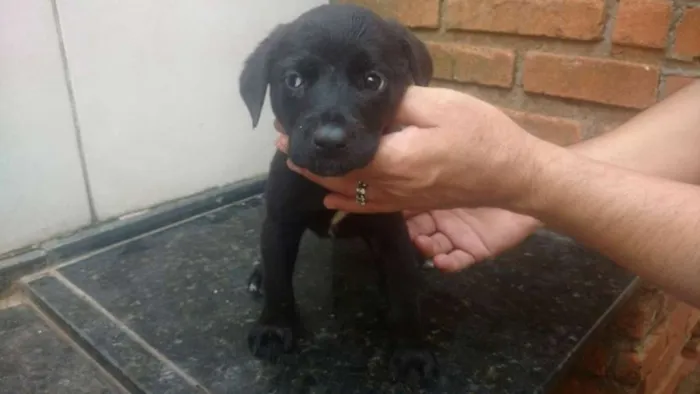 Cachorro ra a SRD idade Abaixo de 2 meses nome Vitória