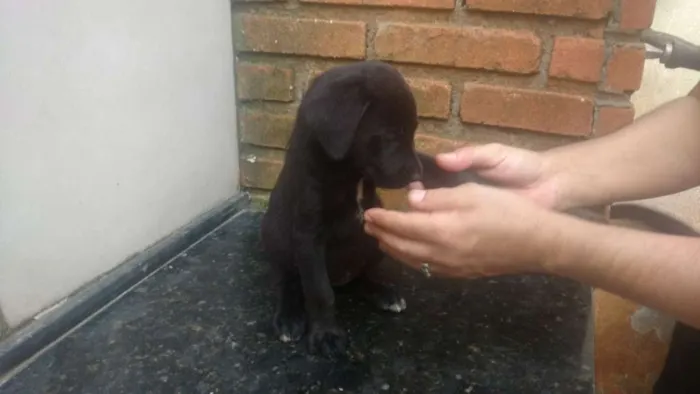Cachorro ra a SRD idade Abaixo de 2 meses nome Vitória