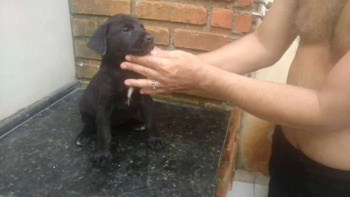 Cachorro ra a SRD idade Abaixo de 2 meses nome Vitória