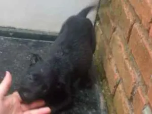 Cachorro raça SRD idade Abaixo de 2 meses nome Madruga