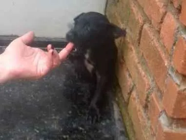 Cachorro ra a SRD idade Abaixo de 2 meses nome Madruga