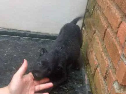 Cachorro ra a SRD idade Abaixo de 2 meses nome Madruga