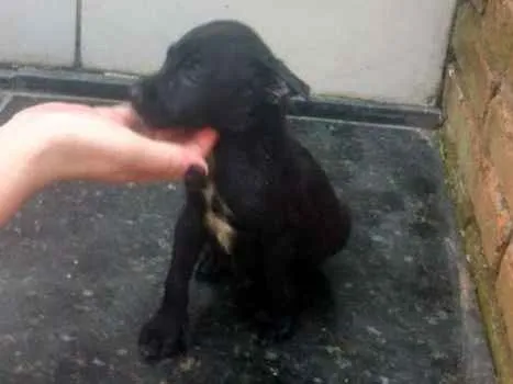 Cachorro ra a SRD idade Abaixo de 2 meses nome Madruga