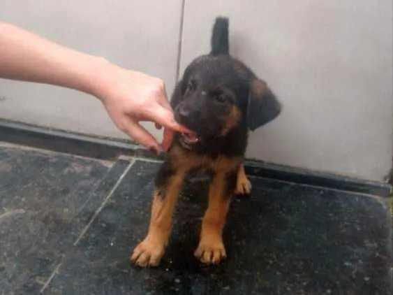 Cachorro ra a SRD idade Abaixo de 2 meses nome Lua