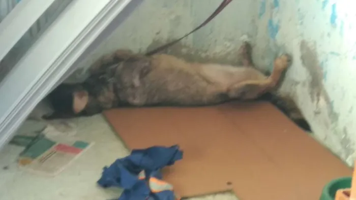 Cachorro raça Vira lata idade 1 ano nome Zoey