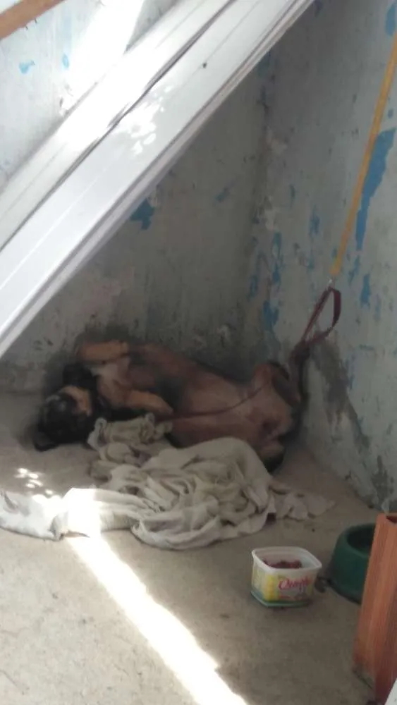 Cachorro raça Vira lata idade 1 ano nome Zoey