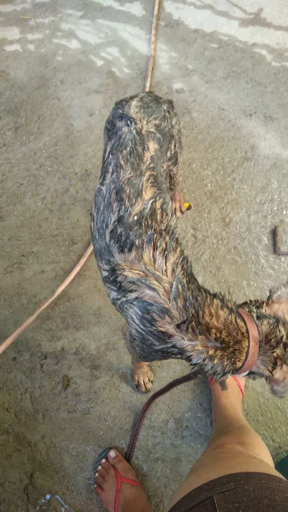 Cachorro raça Vira lata idade 1 ano nome Zoey