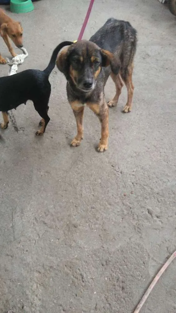 Cachorro raça Vira lata idade 1 ano nome Zoey