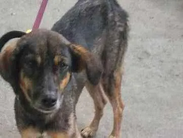 Cachorro raça Vira lata idade 1 ano nome Zoey