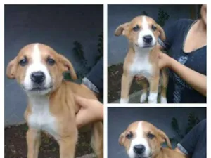 Cachorro raça Vira lata idade 2 a 6 meses nome Nemo e Bob