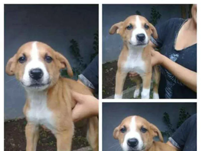 Cachorro ra a Vira lata idade 2 a 6 meses nome Nemo e Bob