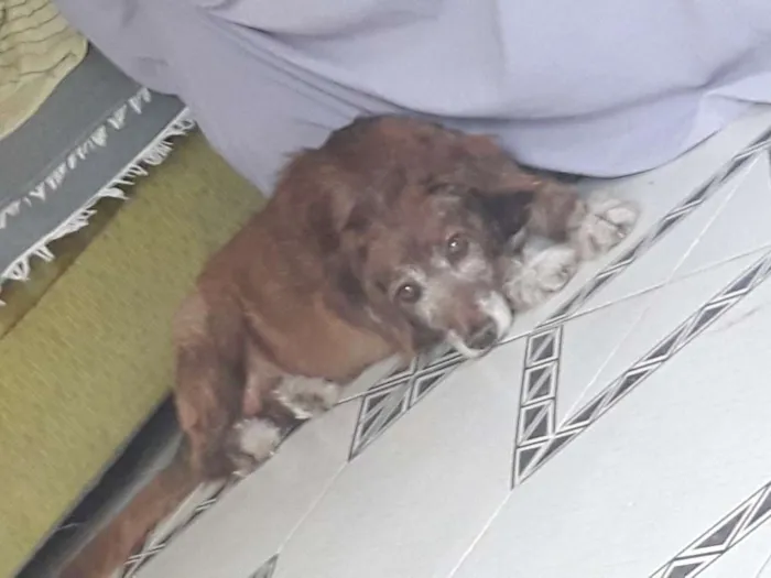 Cachorro ra a Srd idade 5 anos nome Guedes