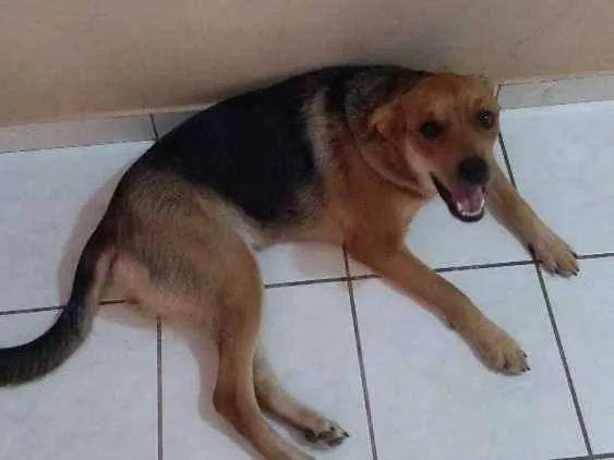 Cachorro ra a Vira lata idade 1 ano nome Kiara