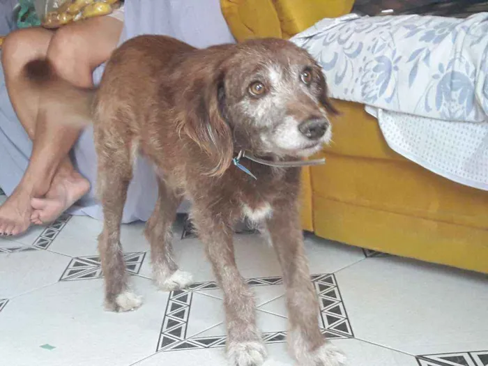 Cachorro ra a Srd idade 5 anos nome Guedes