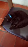 Bastet