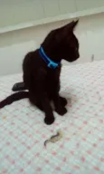 Bastet