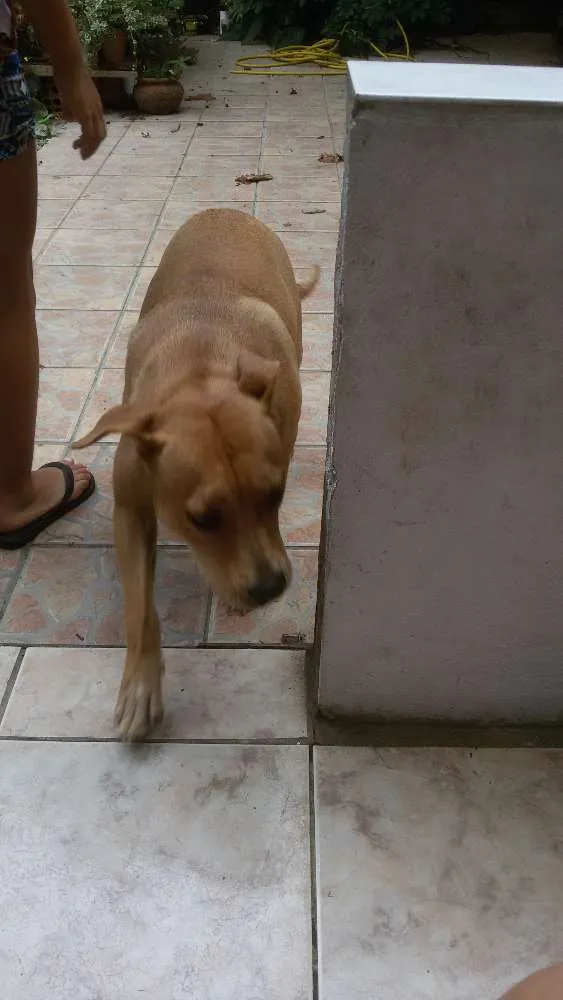 Cachorro raça SRD idade 1 ano nome Marmita