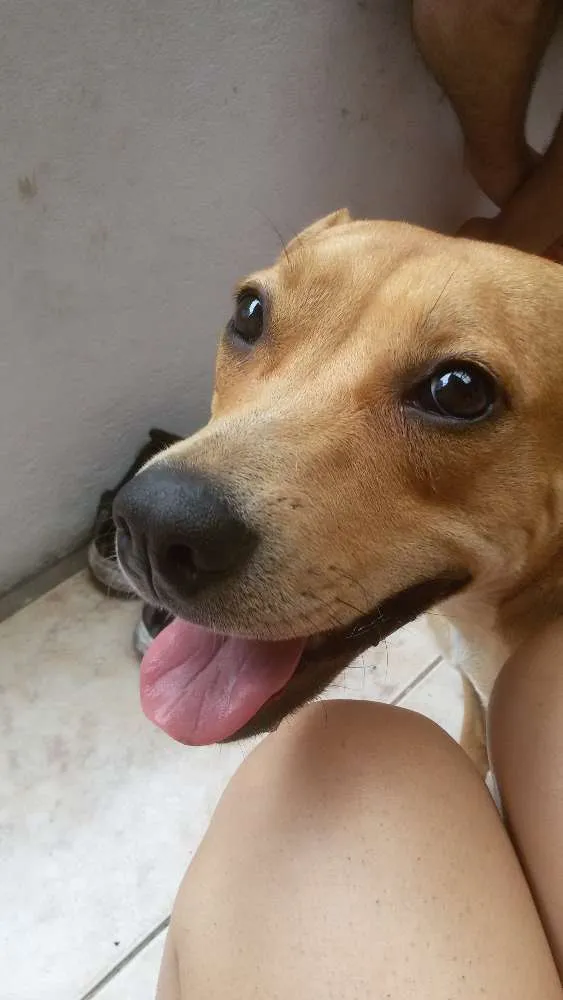 Cachorro raça SRD idade 1 ano nome Marmita