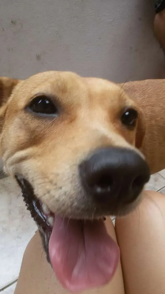 Cachorro raça SRD idade 1 ano nome Marmita