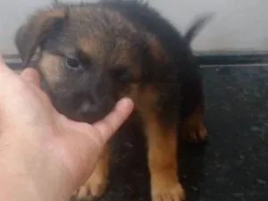 Cachorro raça SRD idade Abaixo de 2 meses nome Sol