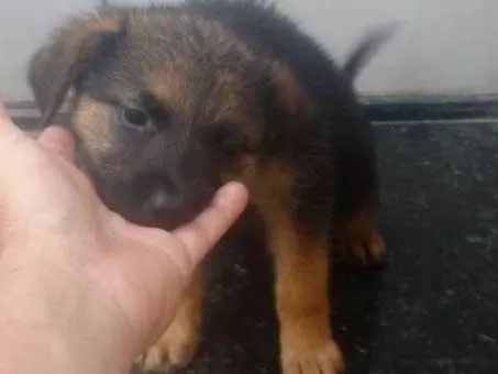 Cachorro ra a SRD idade Abaixo de 2 meses nome Sol