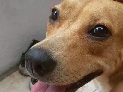 Cachorro raça SRD idade 1 ano nome Marmita