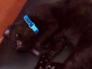 Gato raça SRD idade 2 a 6 meses nome Bastet