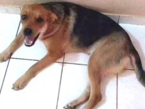 Cachorro raça Vira lata idade 1 ano nome Kiara