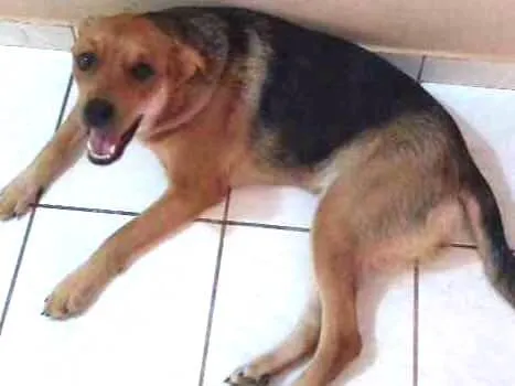 Cachorro ra a Vira lata idade 1 ano nome Kiara