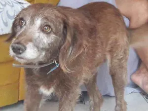 Cachorro raça Srd idade 5 anos nome Guedes