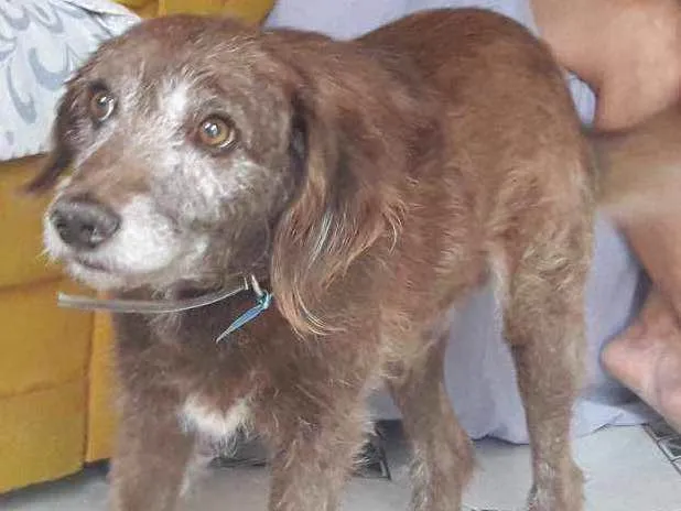 Cachorro ra a Srd idade 5 anos nome Guedes
